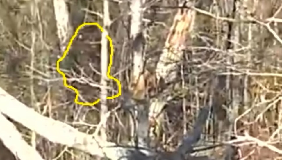black thing in woods
