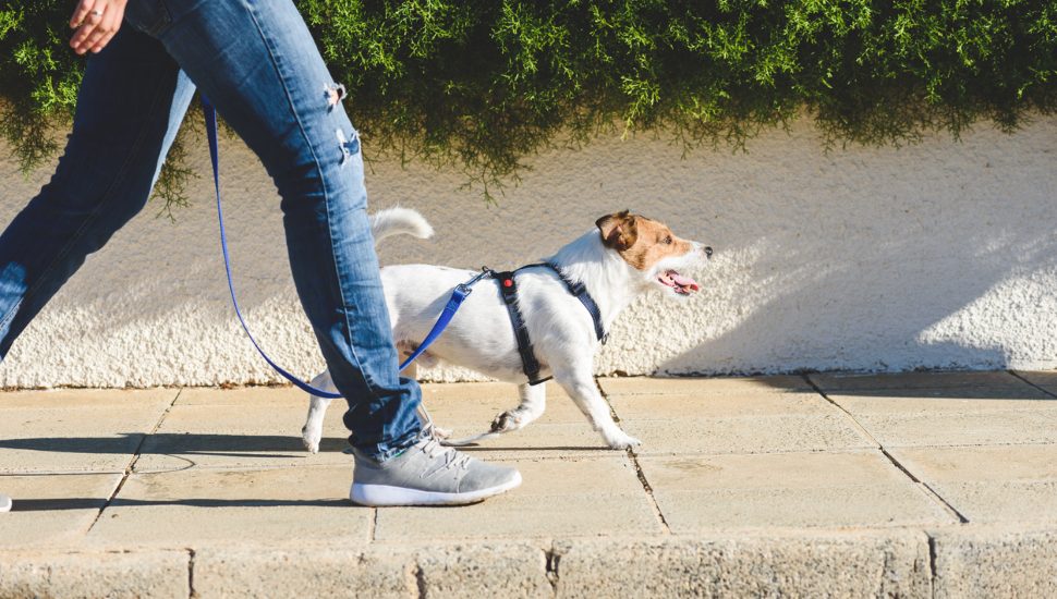 legs leash and dog