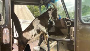 goat in a truck