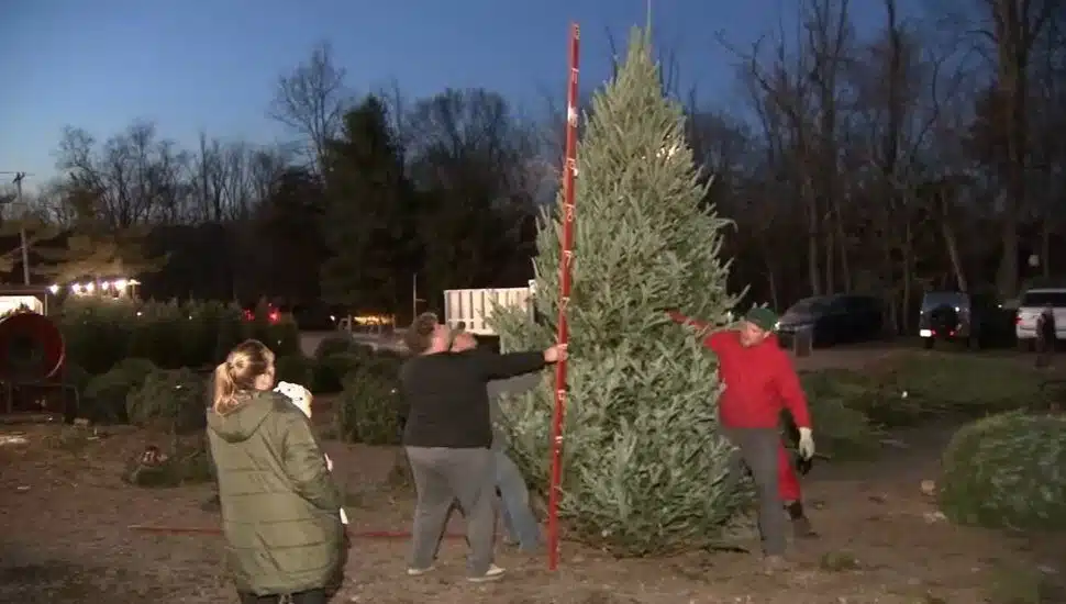 man in red holding big tree