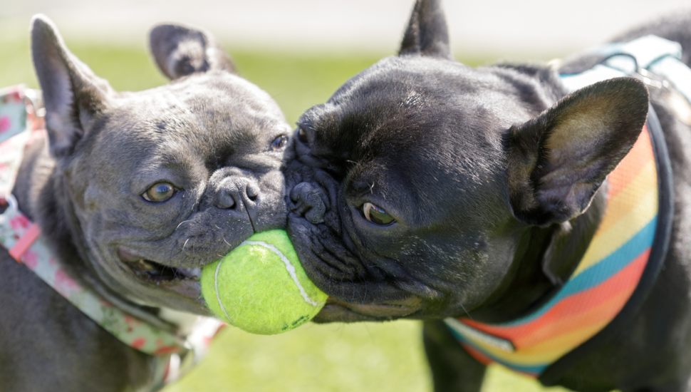 two dogs; one ball