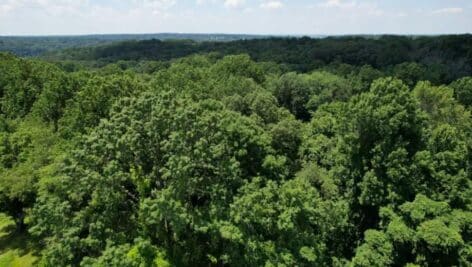 drone shot of trees
