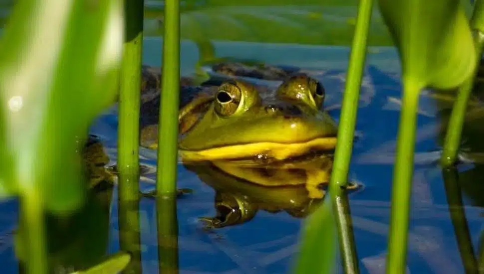 frog