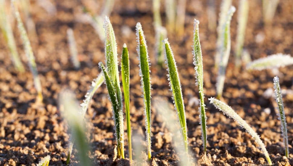 winter gardening