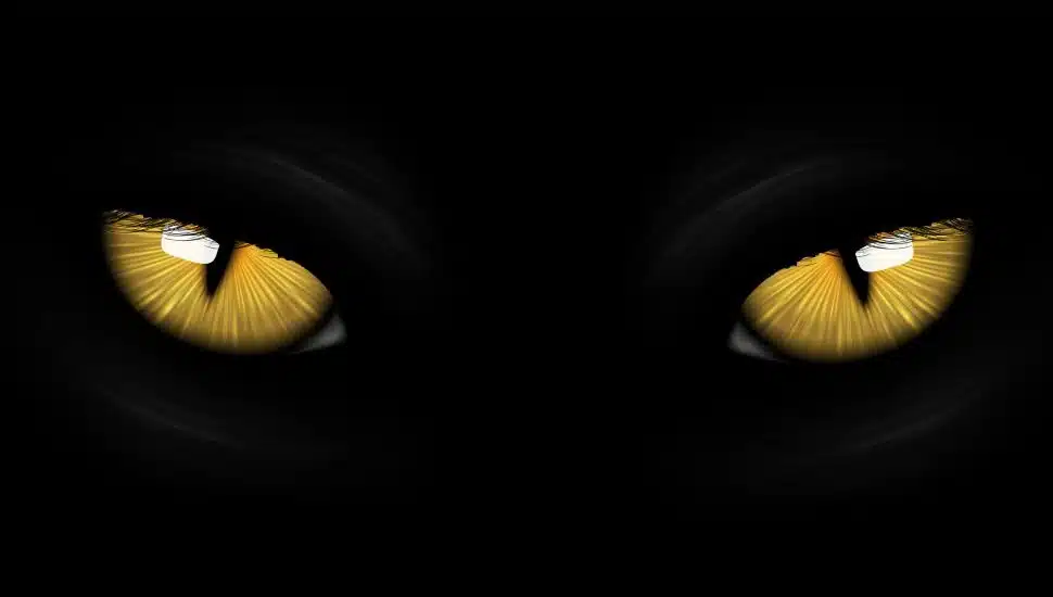 coyote eyes