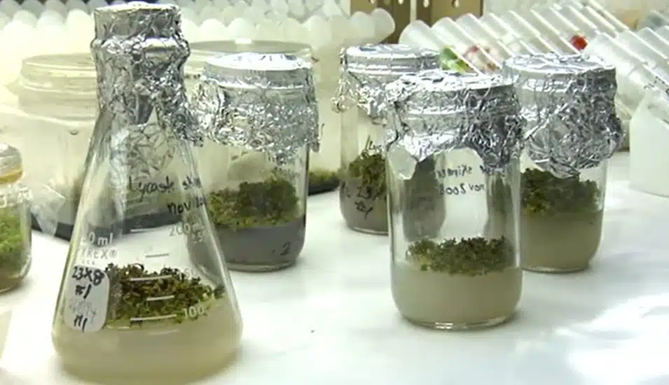 ASTM standards for cannabis