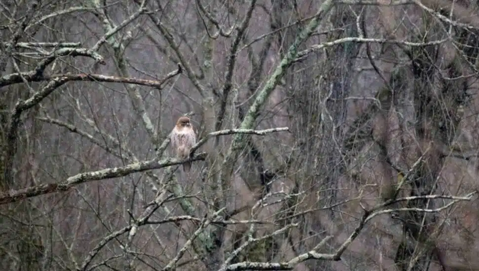 Central Perkiomen Valley Park hawk