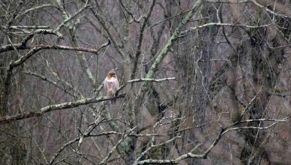 Central Perkiomen Valley Park hawk