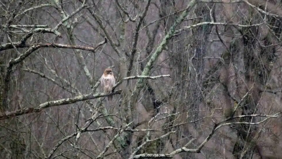 Schwenksville Man Shoots Hawk — Easy, PETA, He Took Its Picture at Central Perkiomen Valley Park