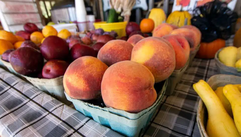 conshohocken farmer's market