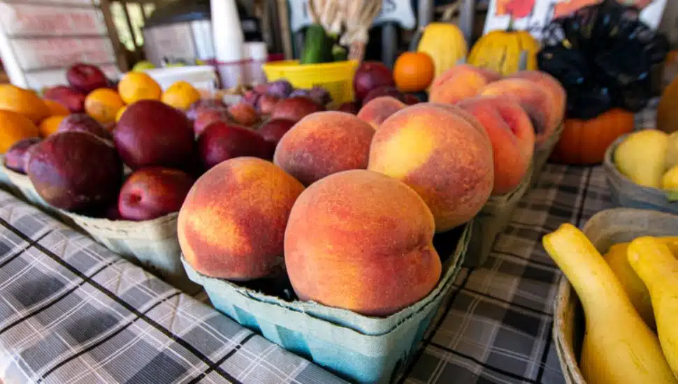 conshohocken farmer's market