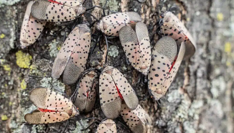 Once a Pennsylvania Pest, Spotted Lanternflies Infiltrate Canada