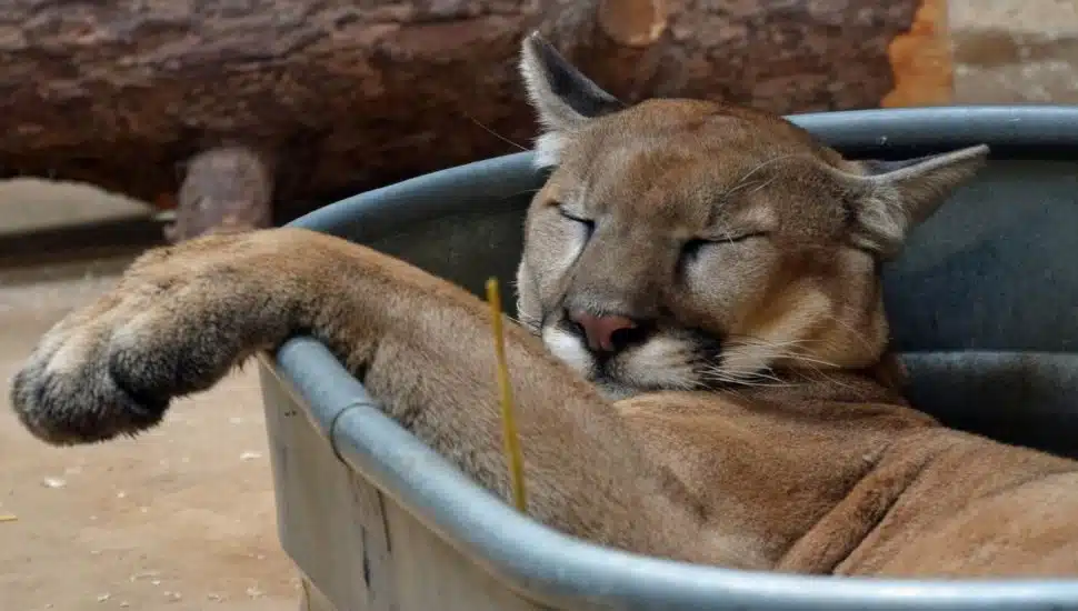 Elmwood Park Zoo