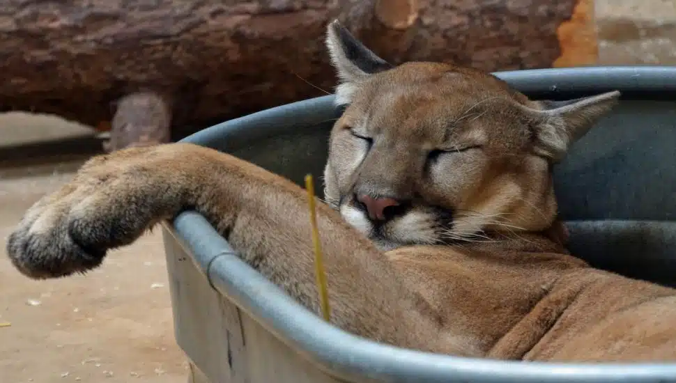 Elmwood Park Zoo