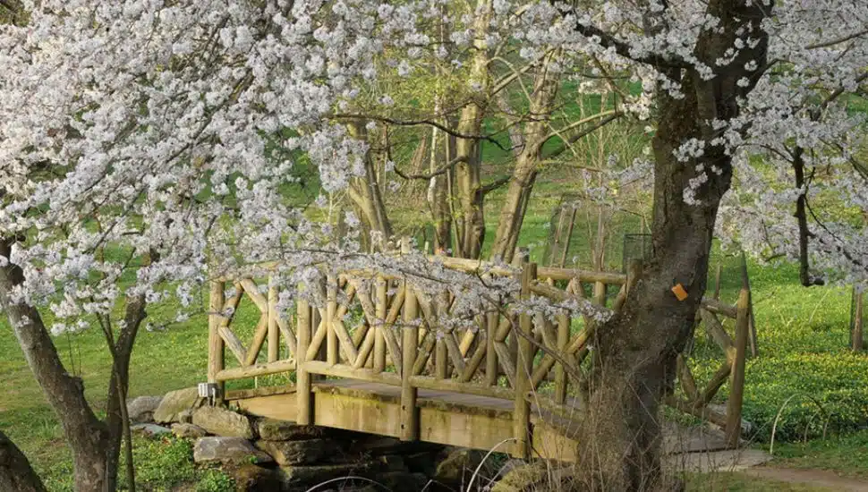 cherry blossoms