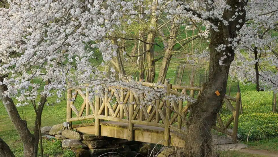 cherry blossoms