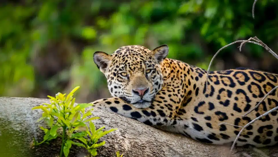 jaguar