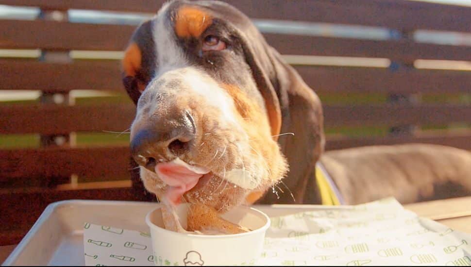 spring dog with ice cream