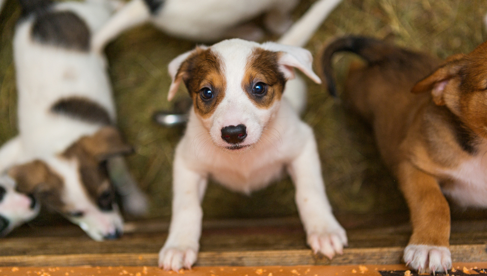 America’s First Animal Shelter Celebrates 154th Anniversary