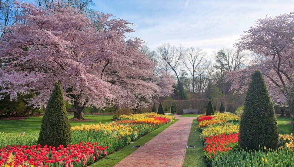longwood gardens tulips