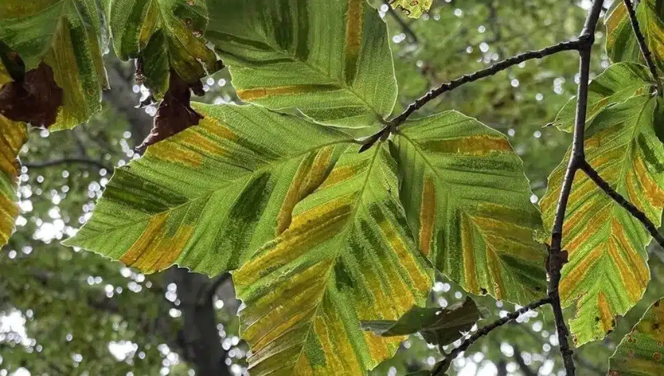 Collegeville Educator Warns of Tree Leaf Disease More Pervasive than Lanternflies