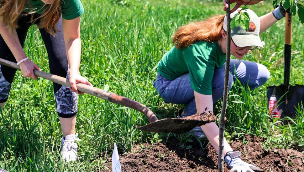 free trees