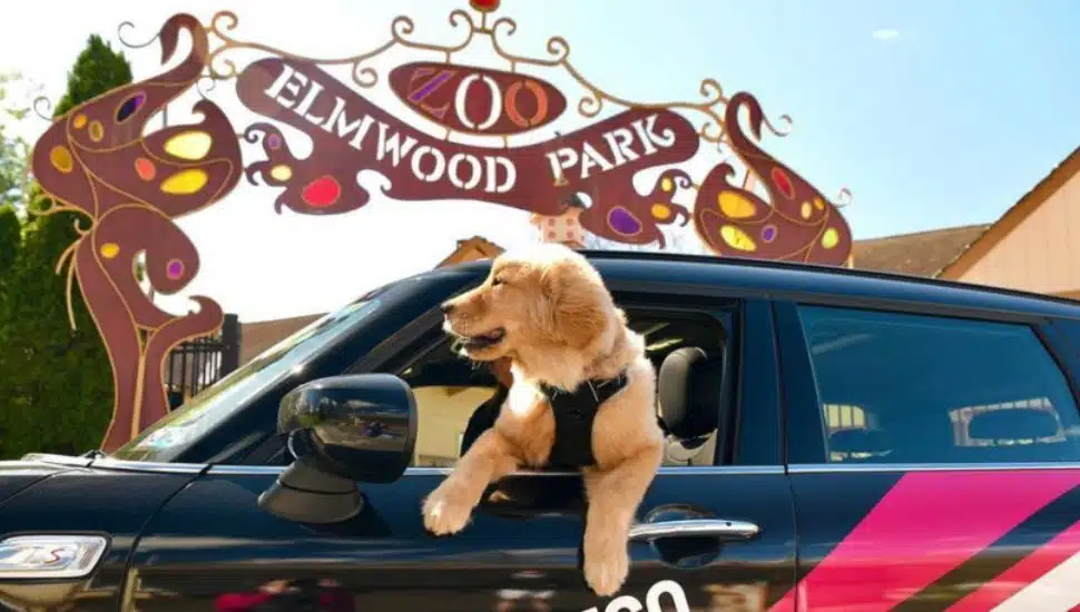 pet friendly