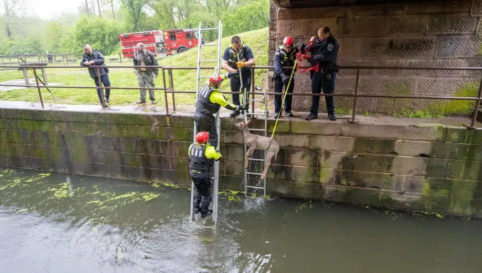 schuylkill canal deer rescue