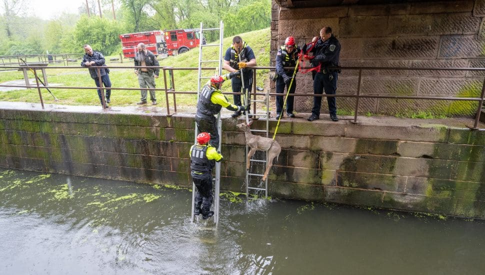 schuylkill canal deer rescue