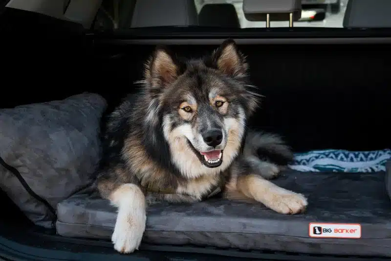 Two Paws Up: A New Partnership Aims to Develop Dog Beds That Regulate Body Heat