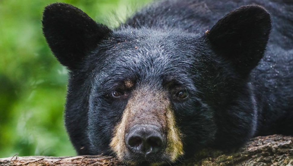 black bears.