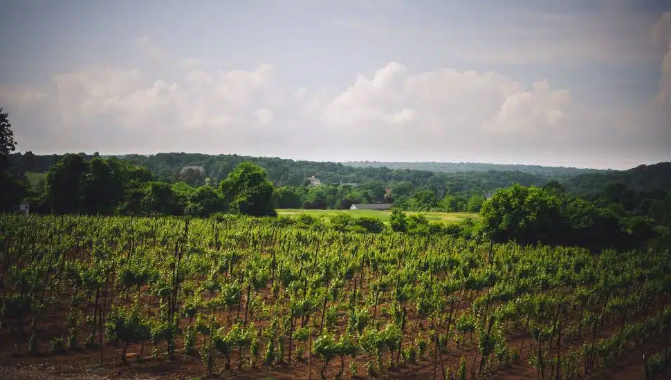 wineries