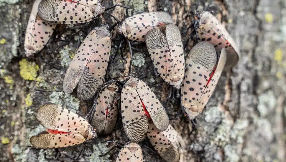 Spotted Lanternflies Philadelphia region.