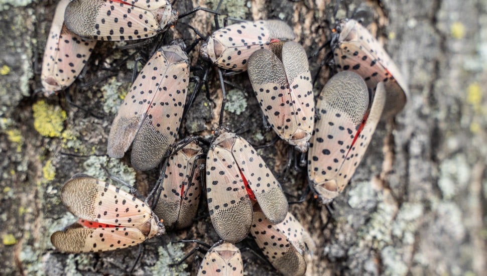 Spotted Lanternflies Philadelphia region.
