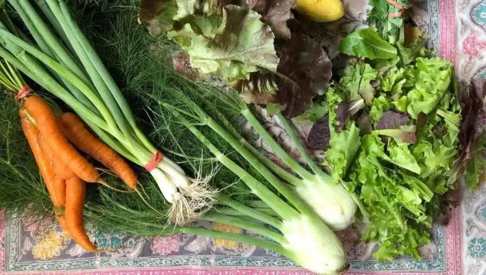 Tine & Toil Farm recipes.