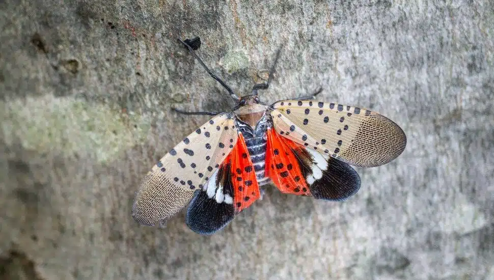 Kill-on-Sight Orders Issued in Several States for Spotted Lanternfly