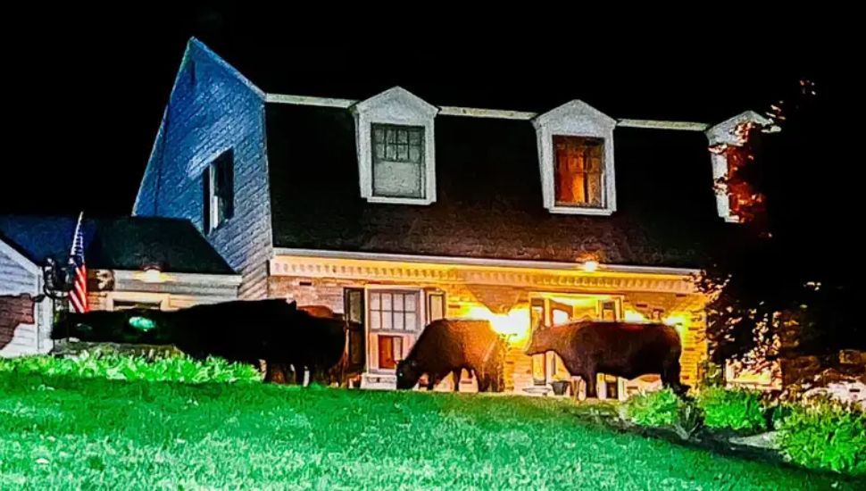 cows