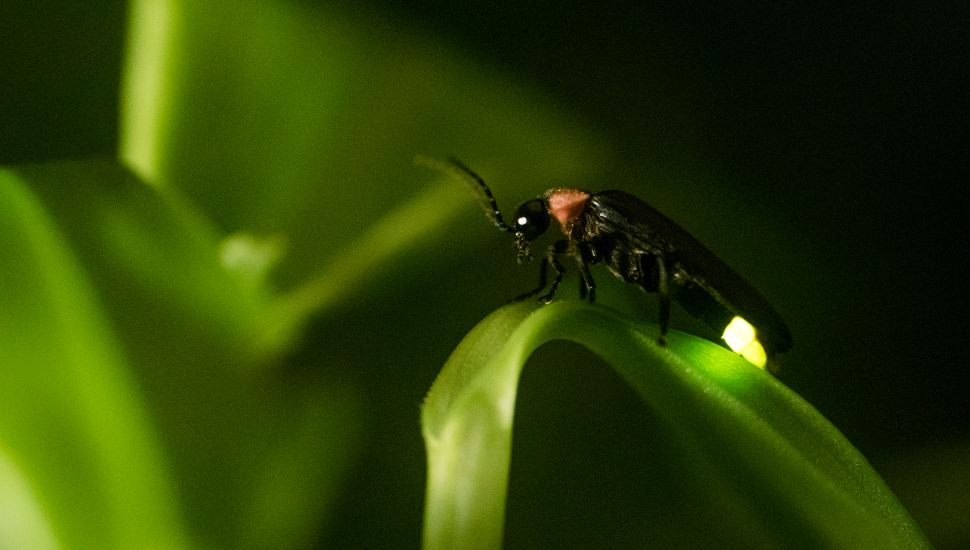 firefly
