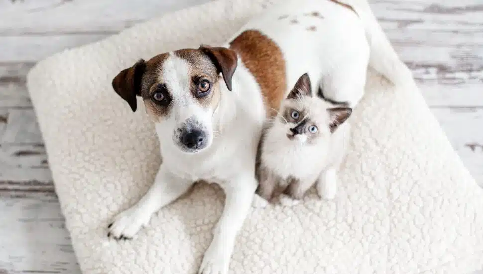 Brandywine Valley SPCA.
