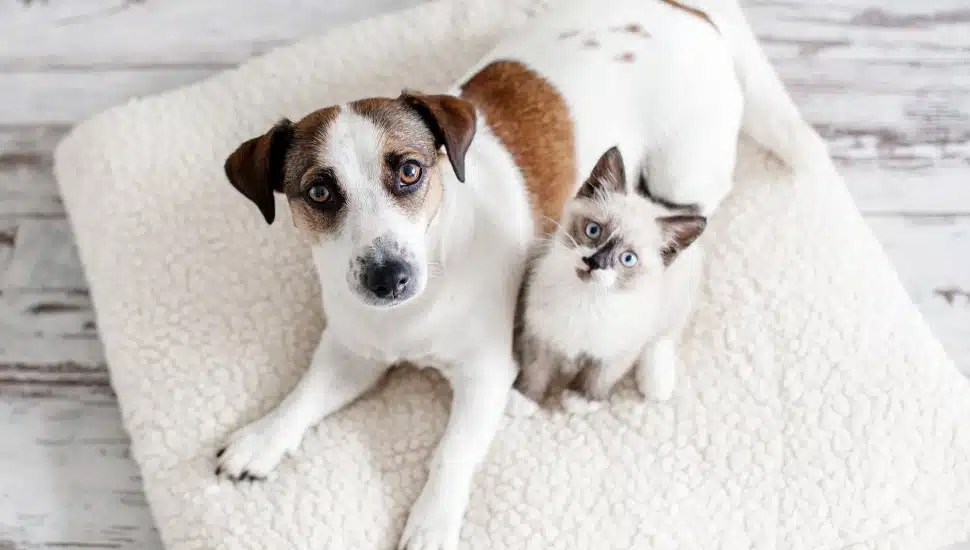 Brandywine Valley SPCA.
