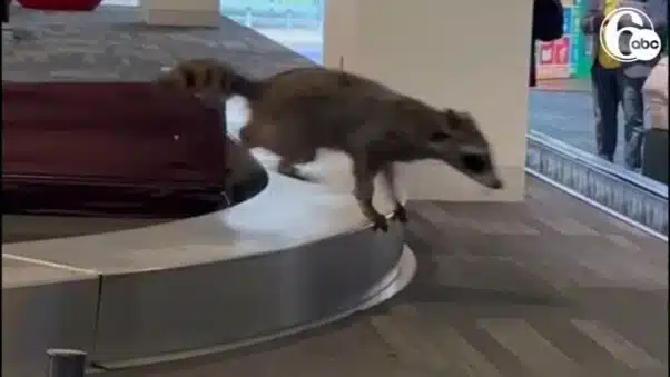 A raccoon showed up in baggage collection at the Philadelphia International Airport.