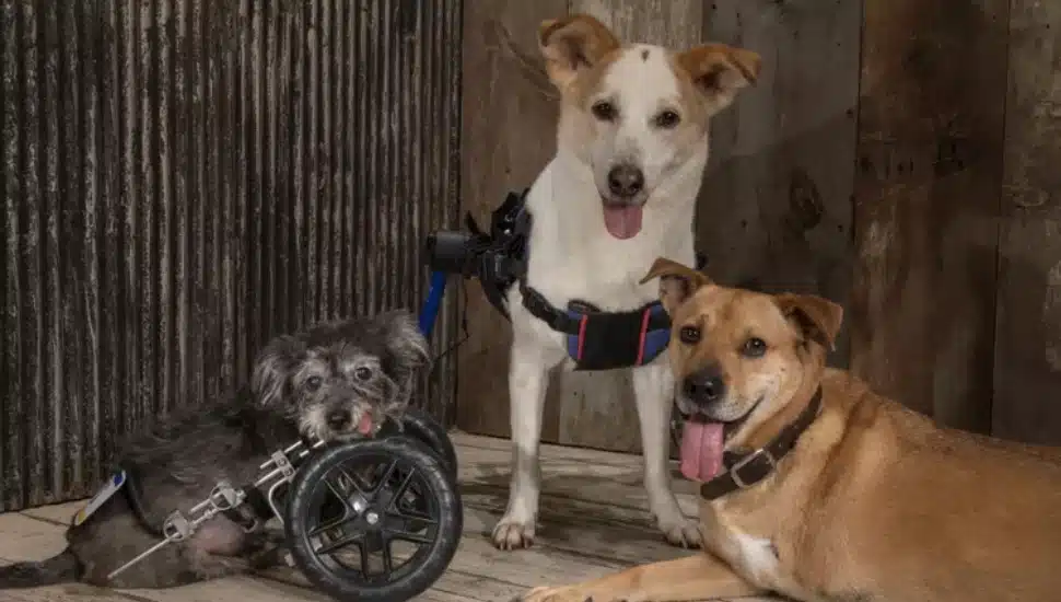 Cyrus, Lucky (middle) and Deuce.