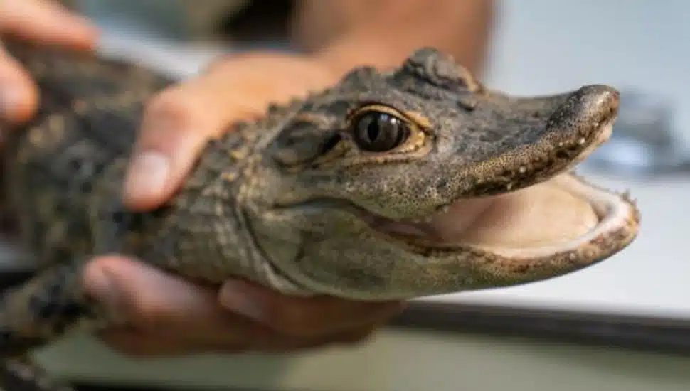 Fluffy the alligator.