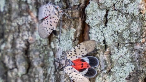 Close-up of spotted lanternfly as it spreads its wings.
