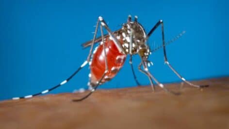 Mosquito with West Nile Virus.