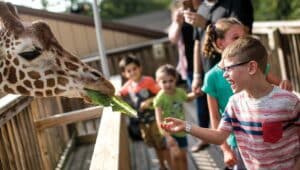 kids feeding giraffes at Elmwood Park Zoo.