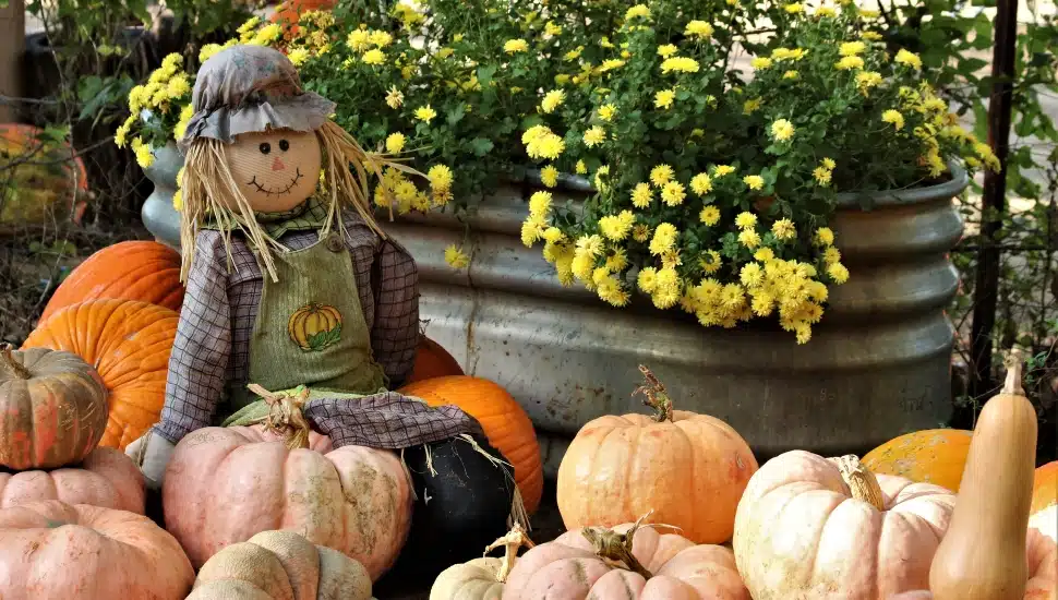 Pumpkins and fall flowers.