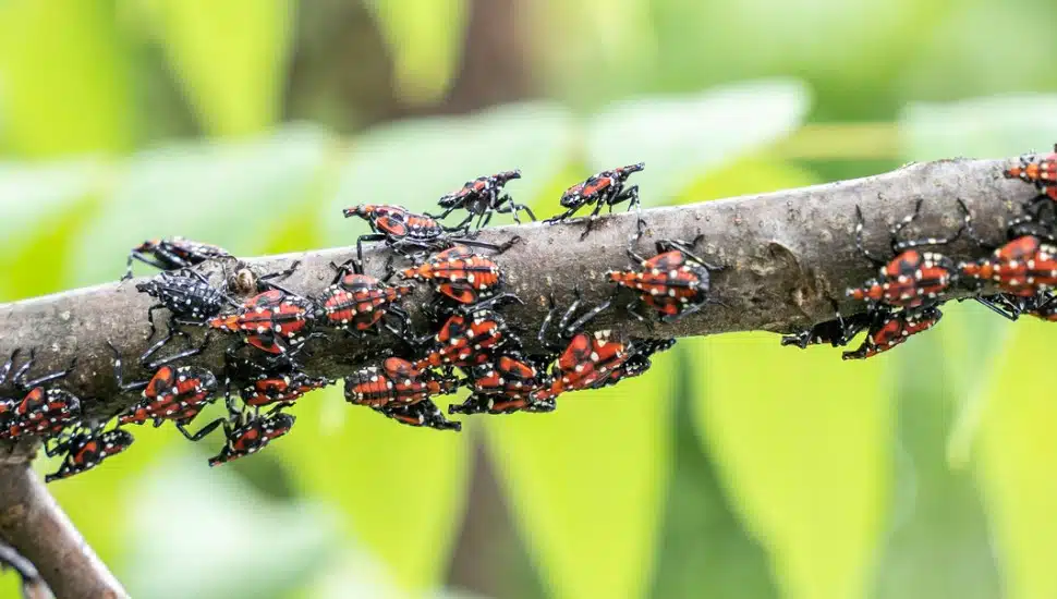 Pennsylvania’s War on Spotted Lanternflies is an Uphill Battle