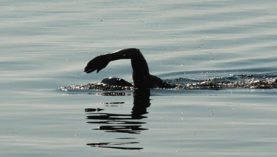 French Creek Racing in Bridgeport Is a Haven for Open-Water Swimmers