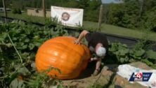 Former Philadelphia Eagles defensive end Chris Long recruited Ryan Cook, a West Virginia farmer, to help him break a giant pumpkin world record.